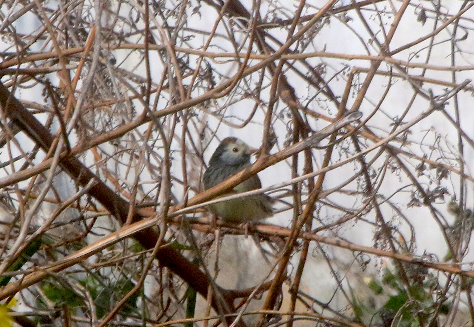 Bird Sightings | Birds Korea Blog