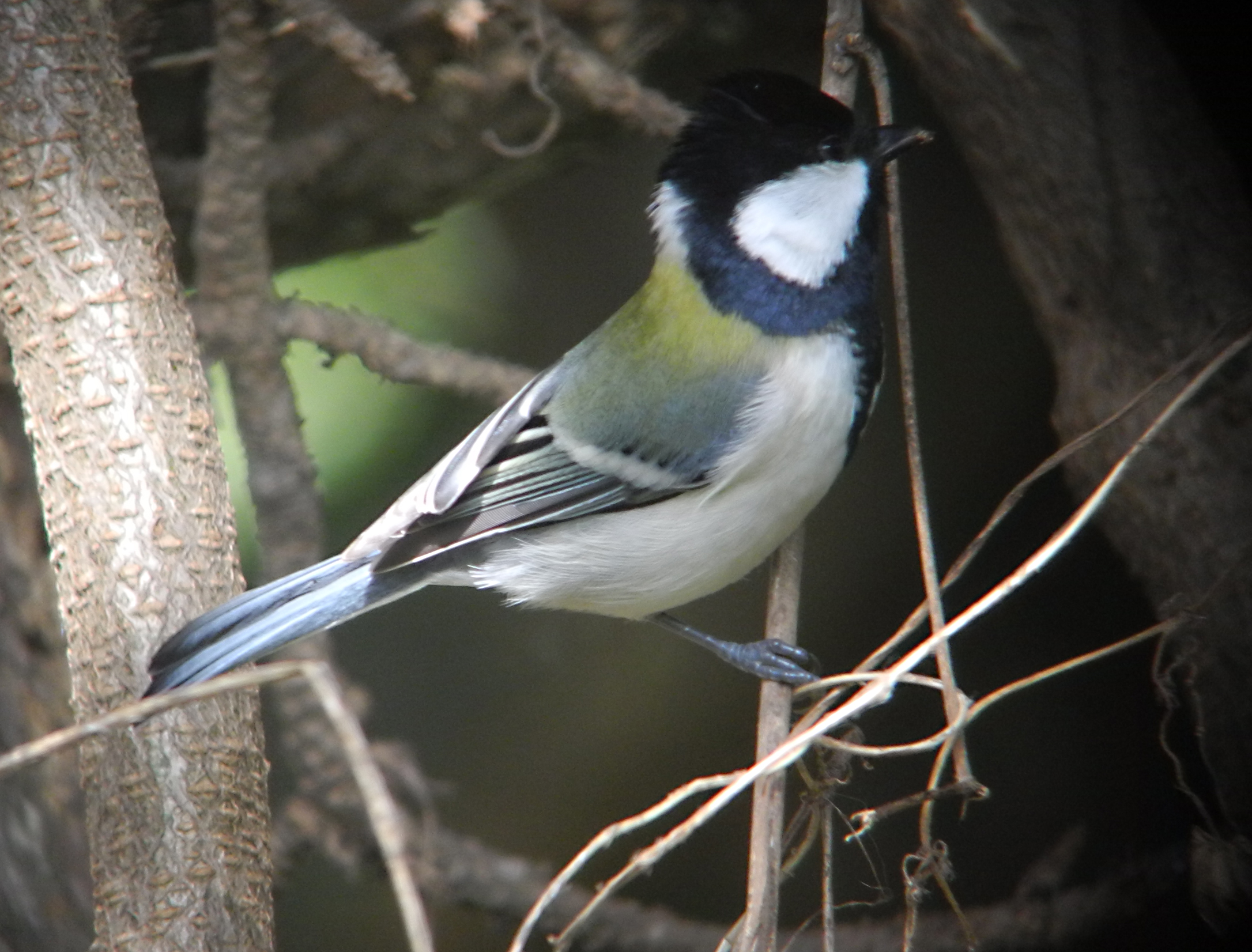 Is this a really, really Great Tit? Informed Comments Welcome! | Birds  Korea Blog