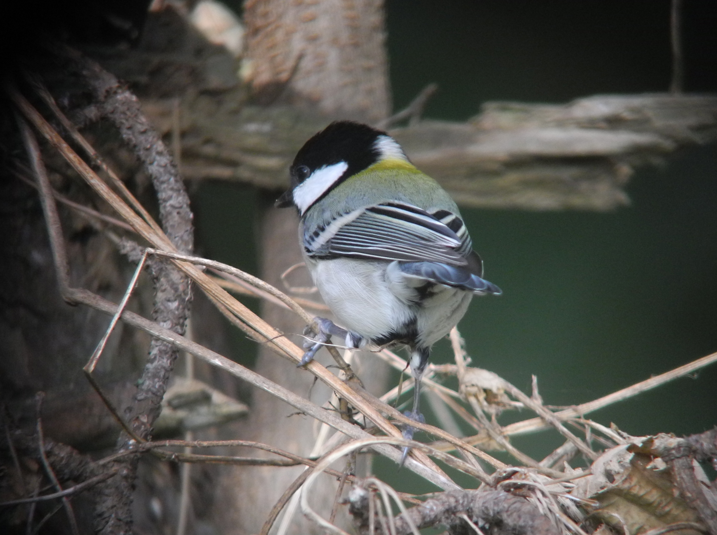 Is this a really, really Great Tit? Informed Comments Welcome! | Birds  Korea Blog