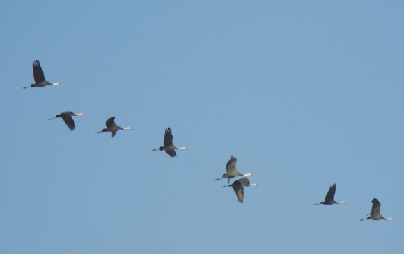 White-naped Crane