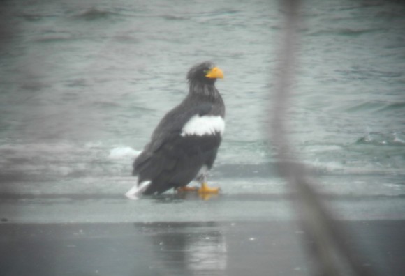 Steller's Sea Eagle