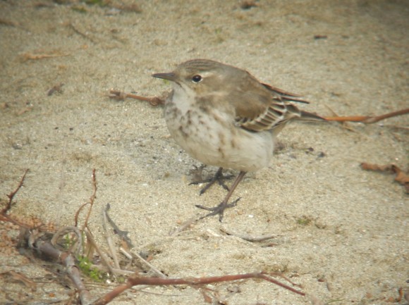 Water Pipit