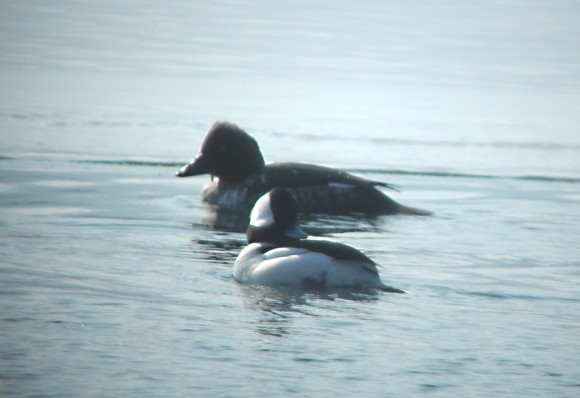 Bufflehead