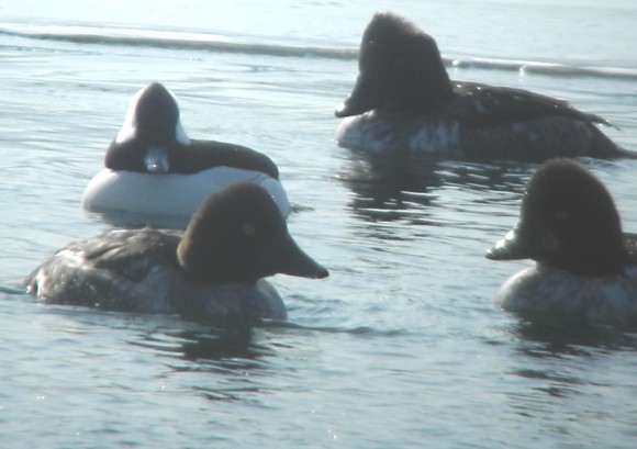 Bufflehead