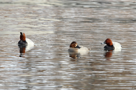 Common-Pochard_RN