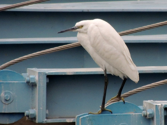 Little-Egret_AK