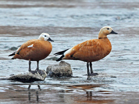 Ruddy-Shelduck_RN-1