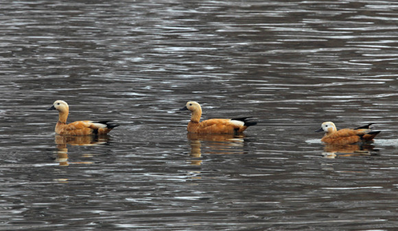 Ruddy-Shelduck_RN-2