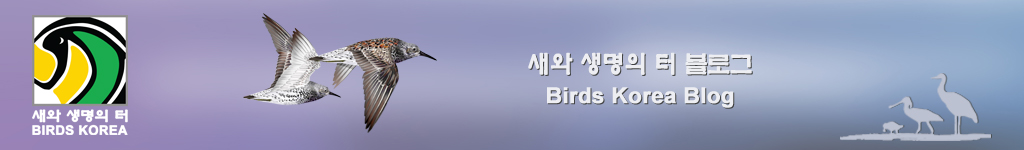 Birds Korea Blog