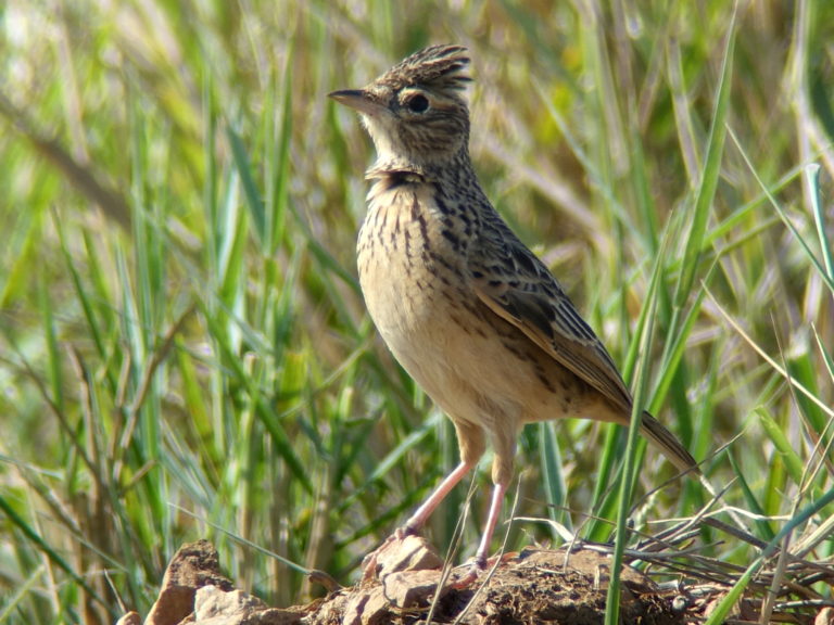 Oriental Skylark Alauda gulgula: an identification note | Birds Korea Blog