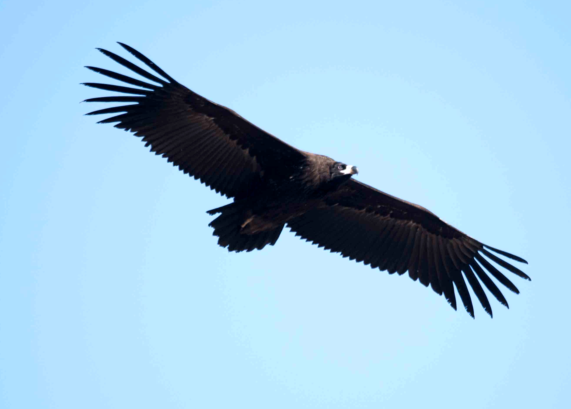 Cinereous vulture | Birds Korea Blog