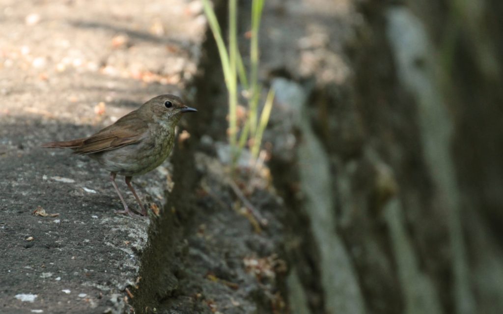 Deokjeok Island, May 12th | Birds Korea Blog