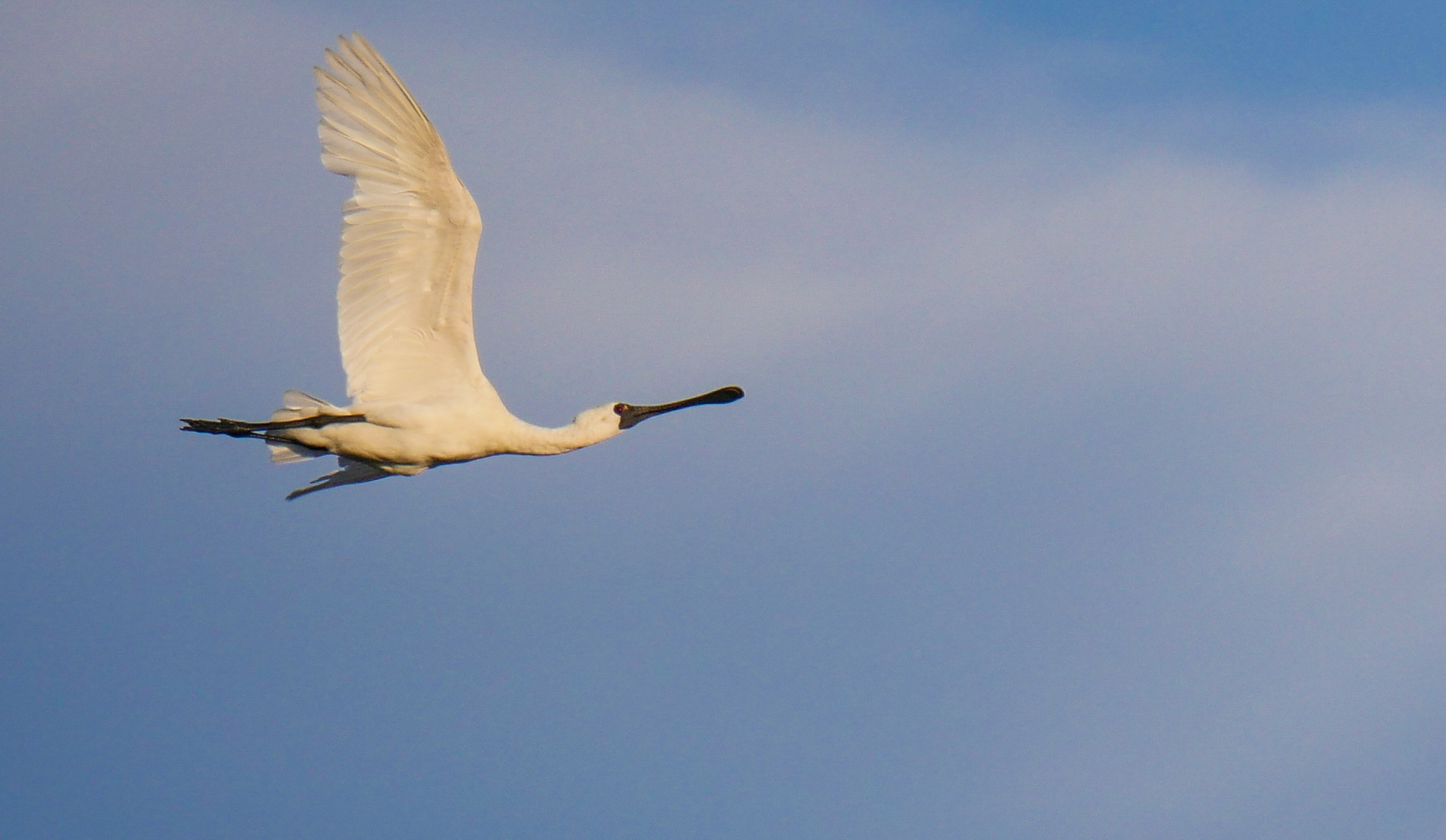 Experiences And Lessons From A Birds Korea Volunteer | Birds Korea Blog