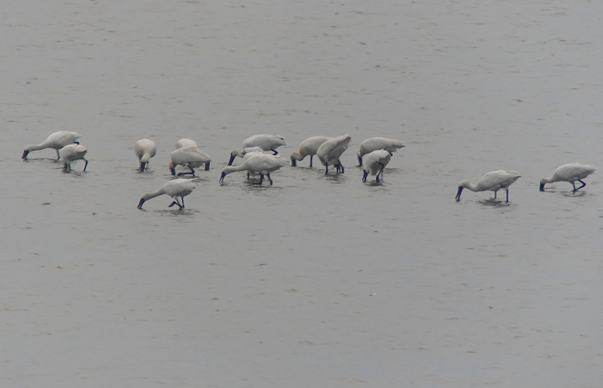 Hwaseong Wetlands Flyway Network Site (FNS): June 23rd-28th | Birds ...