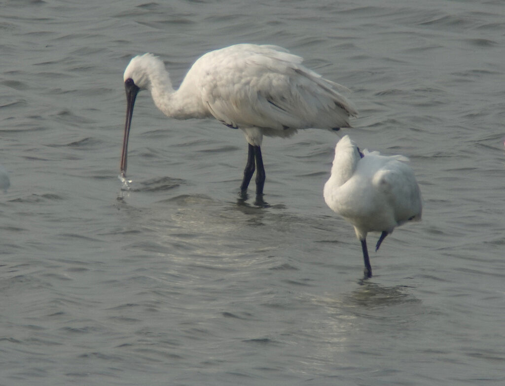 Hwaseong Wetlands Flyway Network Site: July 7th-10th | Birds Korea Blog