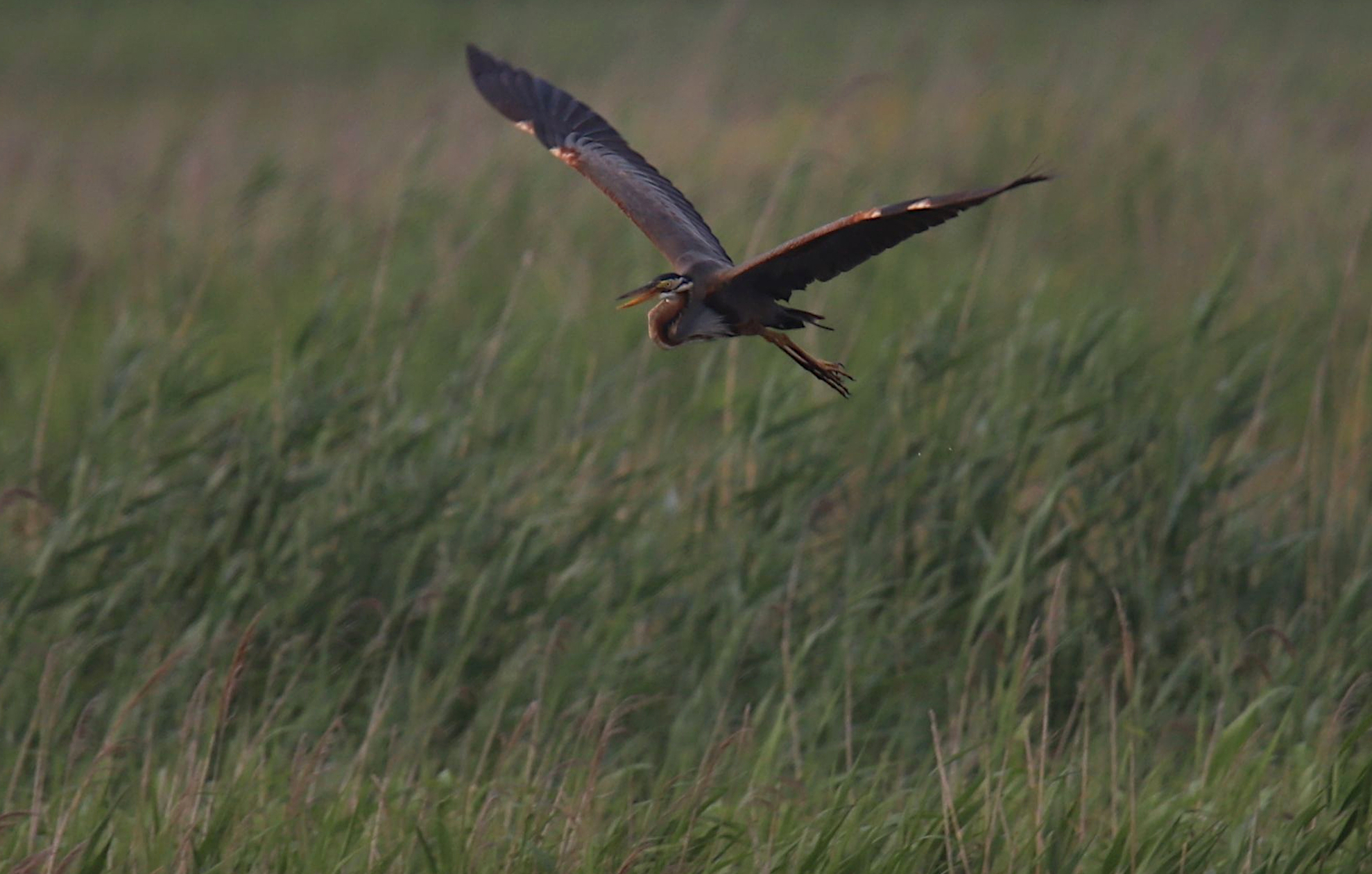 Hwaseong Wetlands Flyway Network Site (FNS): June 23rd-28th | Birds ...