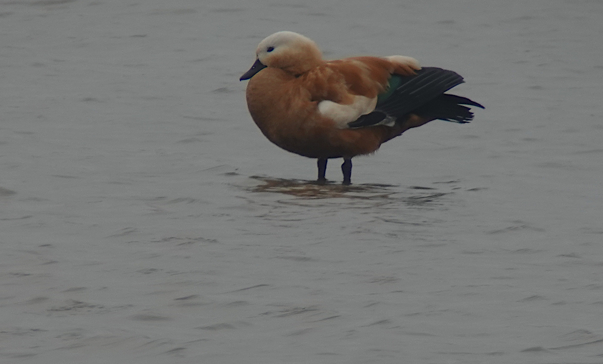 Hwaseong Wetlands FNS, November 17th And 18th | Birds Korea Blog