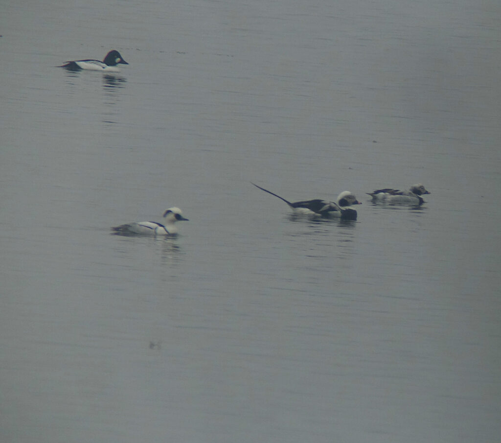 Hwaseong Wetlands Flyway Network Site: March 10th-12th | Birds Korea Blog