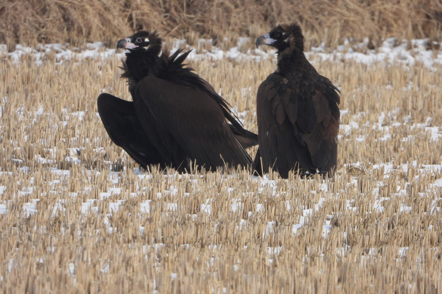 Cheolwon the vicious circle of habitat disappearance and bird feeding