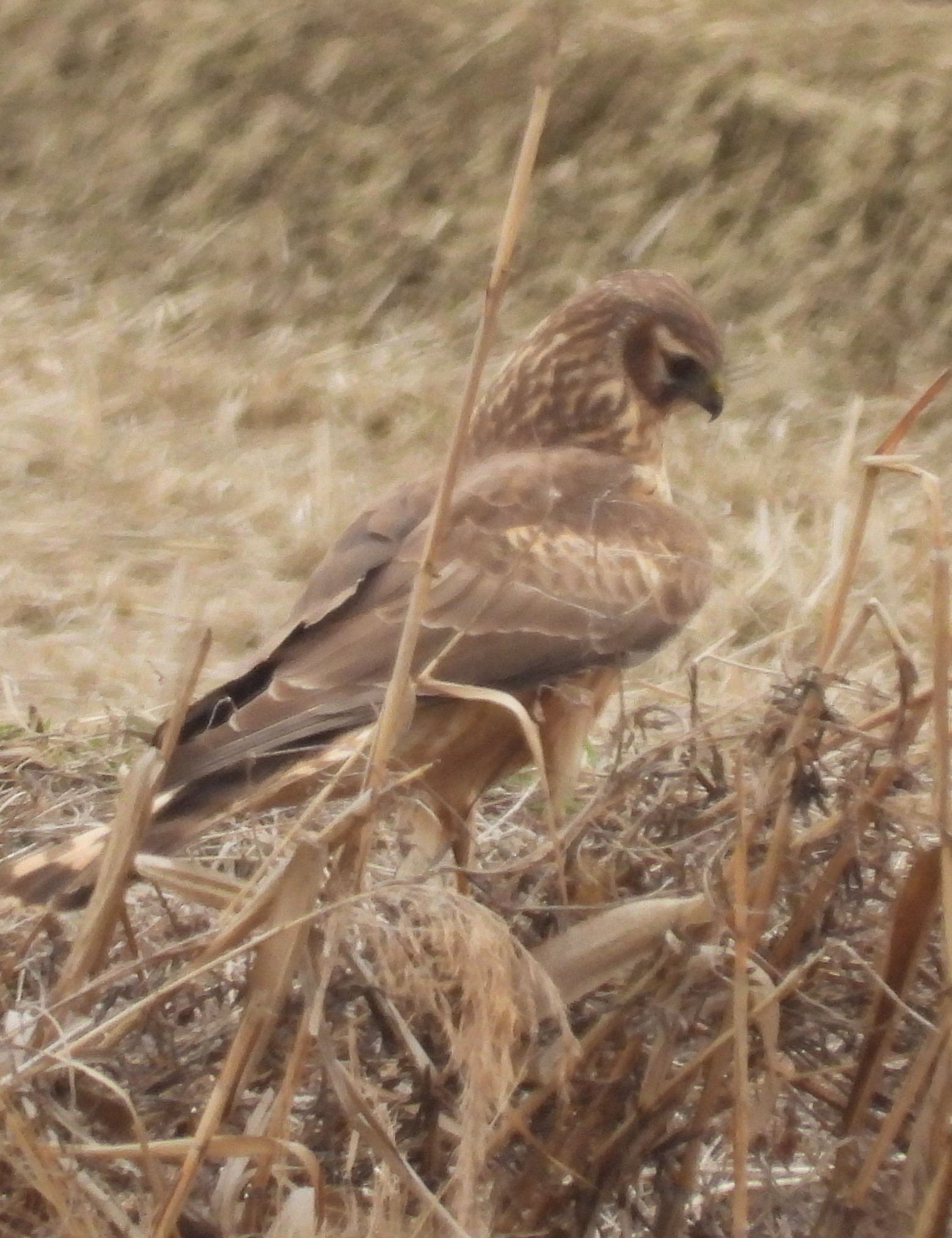 Han River Estuary – Yudo to Siam | Birds Korea Blog