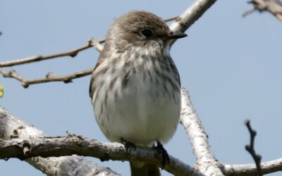 Grey-Streaked Flycatcher