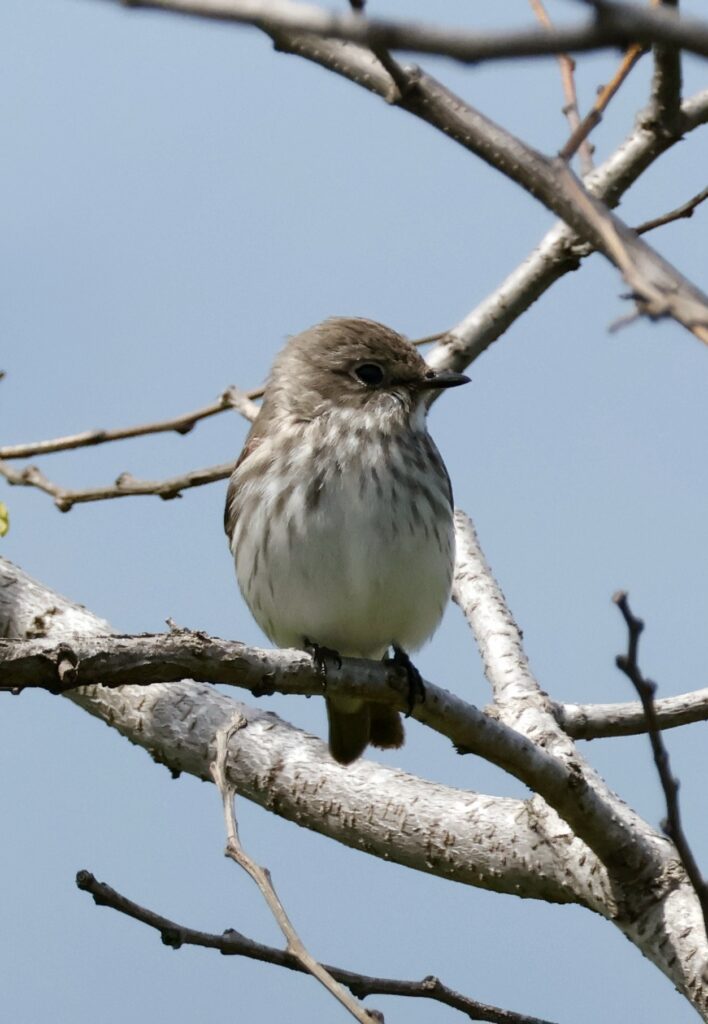 Grey-Streaked Flycatcher