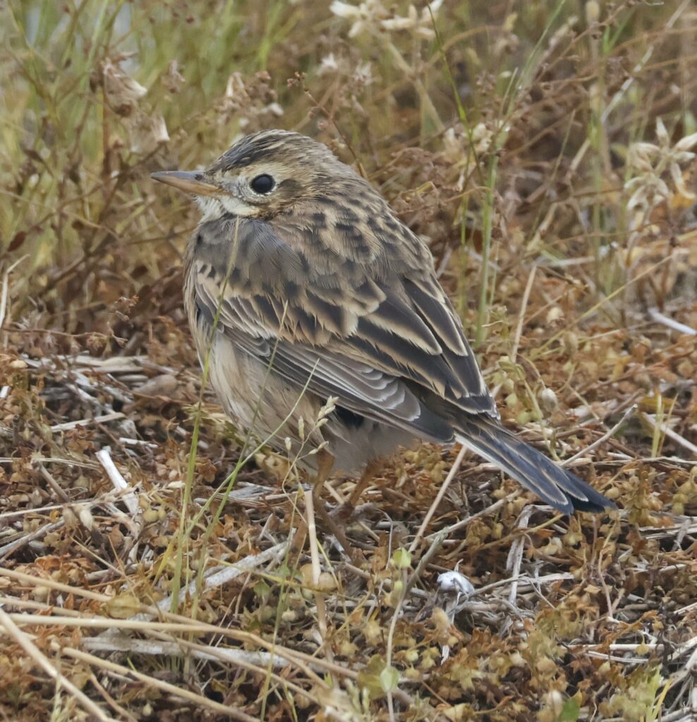 Blyth's Pipit