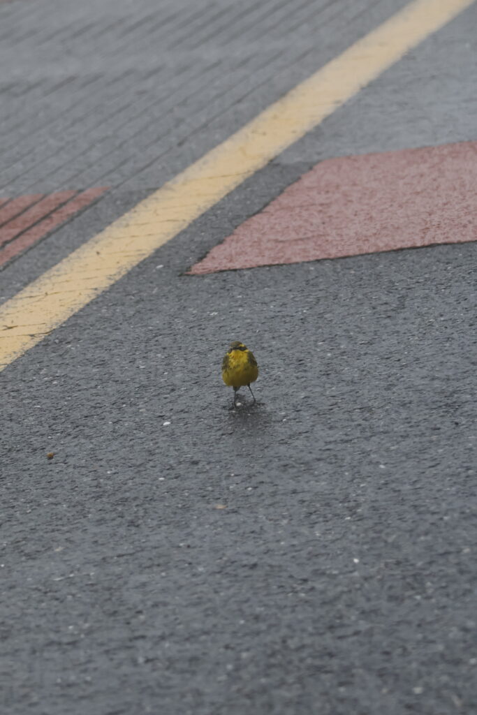 Exhausted Eastern Wagtail standing on the road