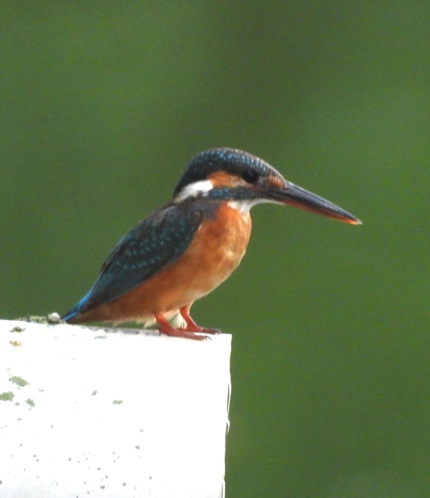 Common kingfisher Alcedo atthis (© Bernhard Seliger)