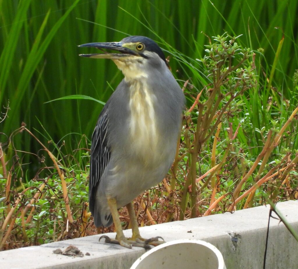 Striated heron Butorides striata (© Bernhard Seliger)