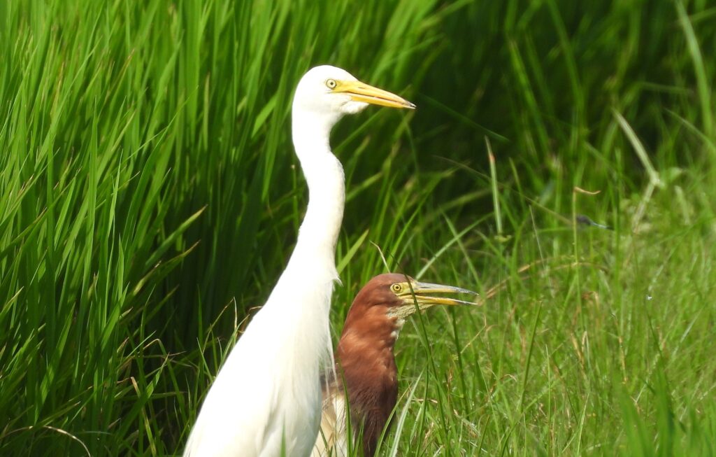 Egret and Pond Heron Yeoncheon