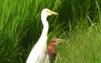 Egret and Pond Heron Yeoncheon